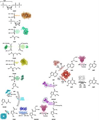 A journey into the regulatory secrets of the de novo purine nucleotide biosynthesis